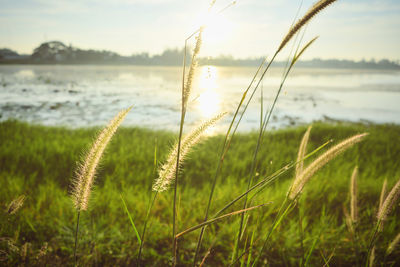 Close-up of stalks in field against sky