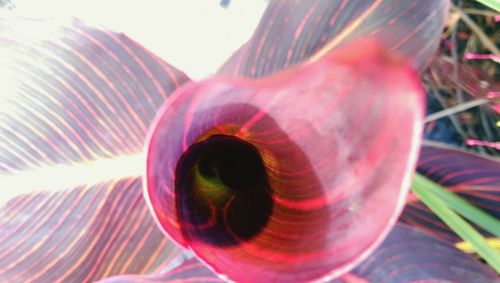 Close-up of flower against blurred background