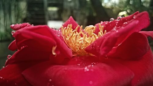 Close-up of red flower blooming outdoors