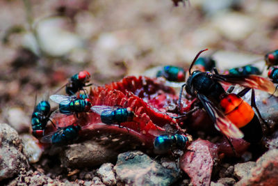 Close-up of insect