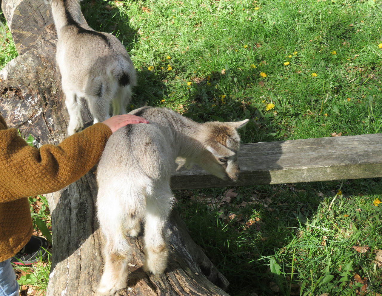 SHEEP IN A FARM