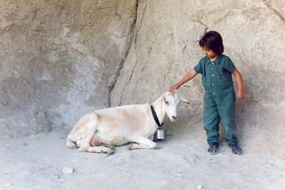 Child is standing on a mountain and goats are walking around