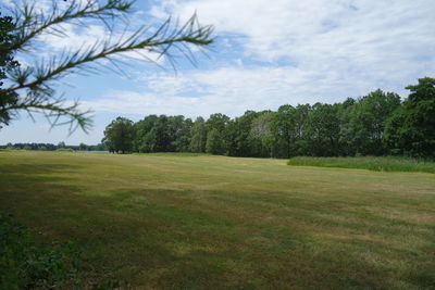 Trees on field against sky