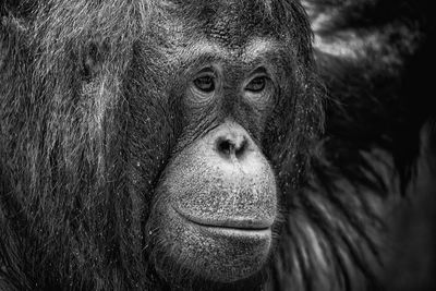 Close-up portrait of serious looking away