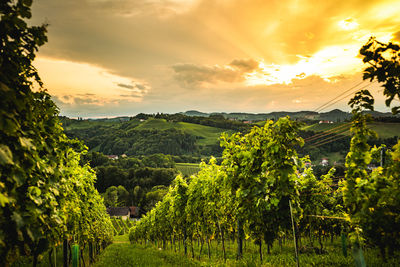 Scenic view of vineyard against sky during sunset