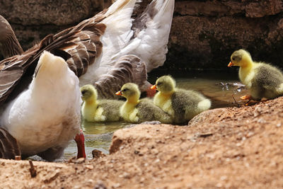 Greylag geese and goslings in pond