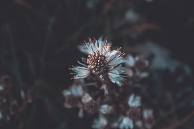 Close-up of purple flowering plant