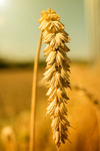 Close-up of wheat growing on field