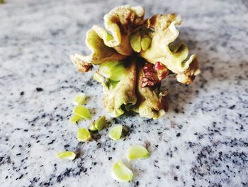 High angle view of berries on plant