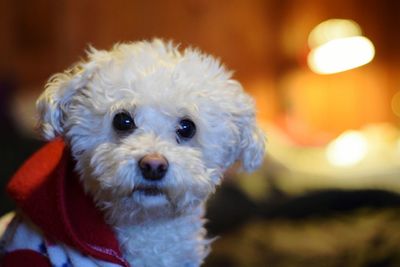 Close-up portrait of dog