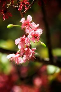 Close-up of pink cherry blossoms in spring