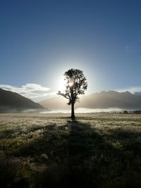 Tree on field against sky