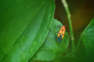 Close-up of butterfly on leaf