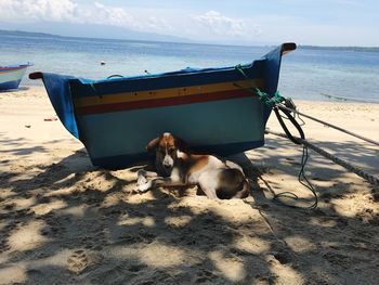 Dog relaxing on beach