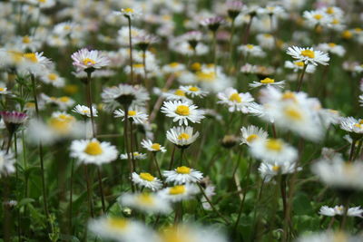 Close-up of white daisy flowers on field