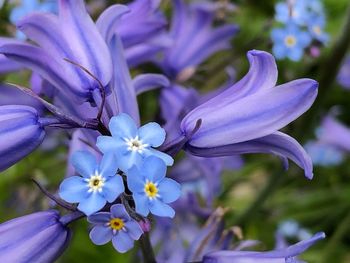 Close-up of purple white flowers