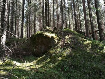 Trees in forest