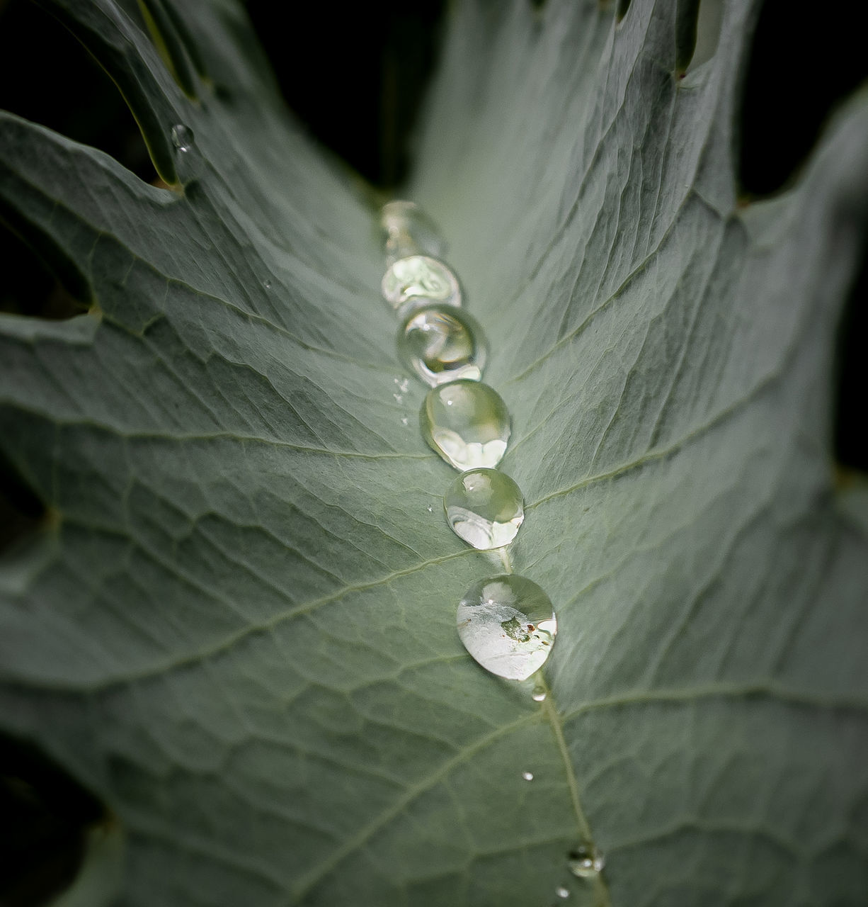 CLOSE-UP OF RAINDROPS ON PLANT LEAVES