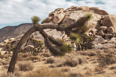 View of rocks on land against sky