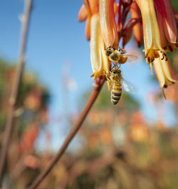 Close-up of bee pollinating flower