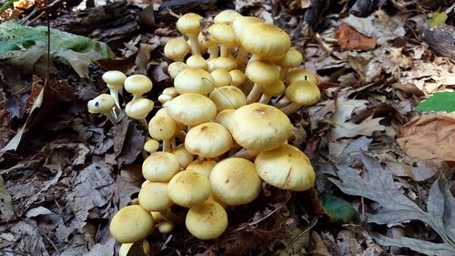 Close-up of mushrooms growing on field