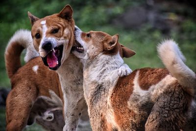 Close-up of dogs