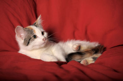 Cute kitten relaxing on bed