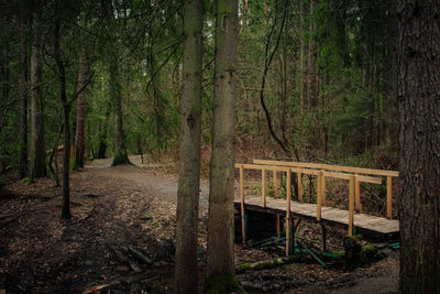 Empty bench amidst trees in forest