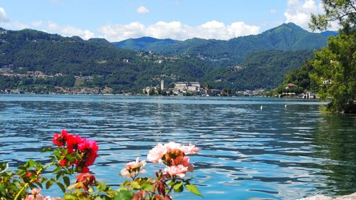 Flowers growing by lake against sky