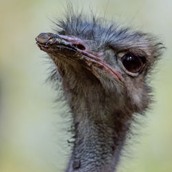 Close-up portrait of emu