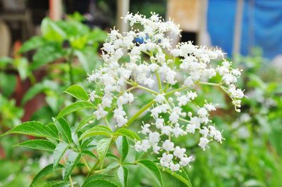 Close-up of white flowers