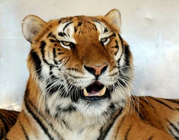 Close-up of tiger