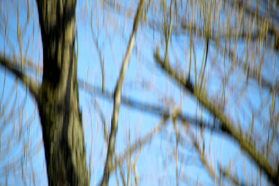 Low angle view of tree against sky