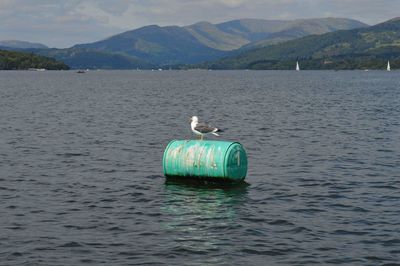 Bird perching on lake against mountains