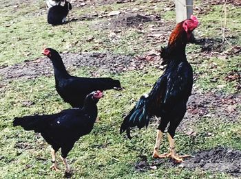 Close-up of rooster on field