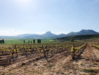 Scenic view of vineyard against sky
