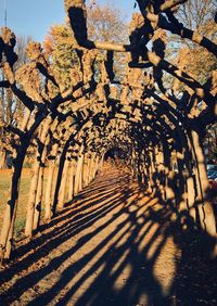 Shadow of trees on field