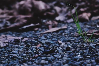 Surface level of leaves