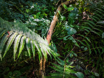 High angle view of fern leaves on field in forest