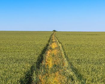 Scenic view of agricultural field against clear sky