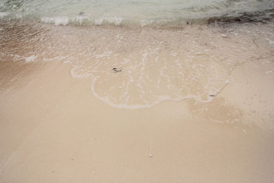 High angle view of starfish on beach