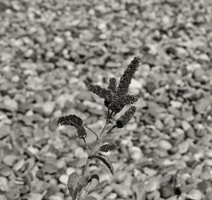 Close-up of wilted plant