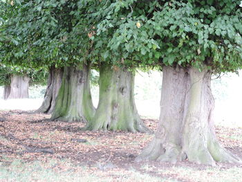 Trees in park