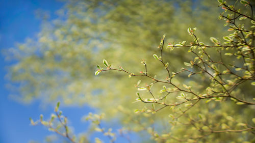Low angle view of flower tree against blue sky