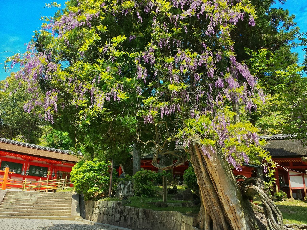 tree, growth, flower, building exterior, built structure, plant, architecture, nature, blue, sunlight, beauty in nature, outdoors, park - man made space, house, low angle view, branch, sky, green color, formal garden, growing