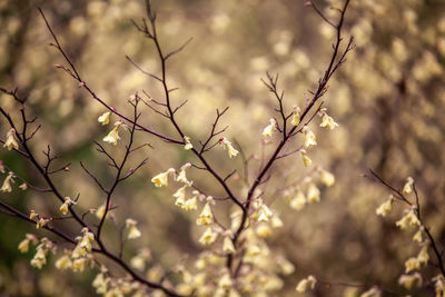 Low angle view of cherry blossom tree