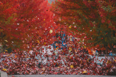 Full frame shot of red autumn leaves