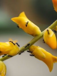 Close-up of insect on yellow flower