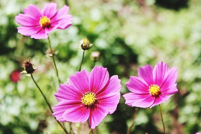 Close-up of pink cosmos flowers