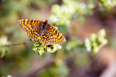 Close-up of butterfly pollinating on flower